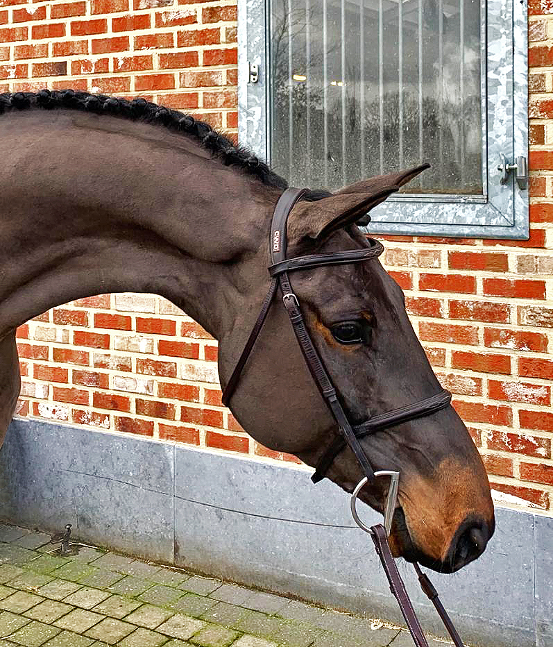 Jumper, hunter and Equitation horses for sale European sporthorses